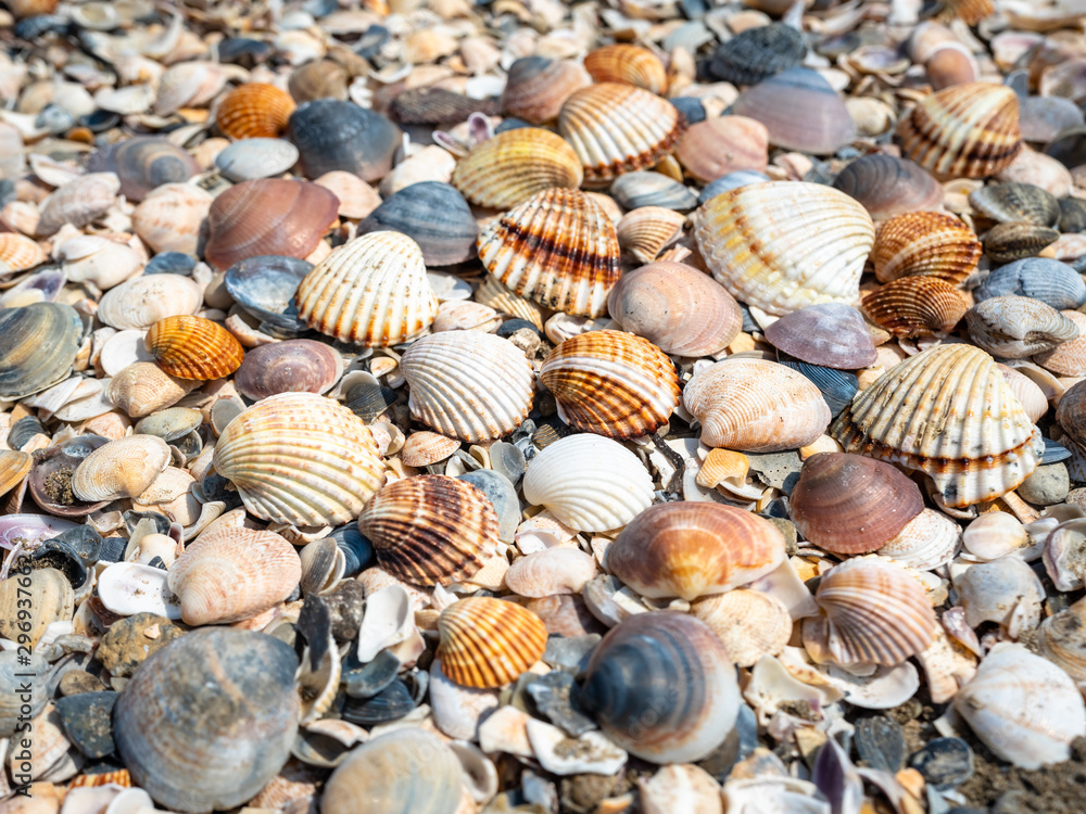 Shell background. Colorful shells on the sand beach. Space for text.