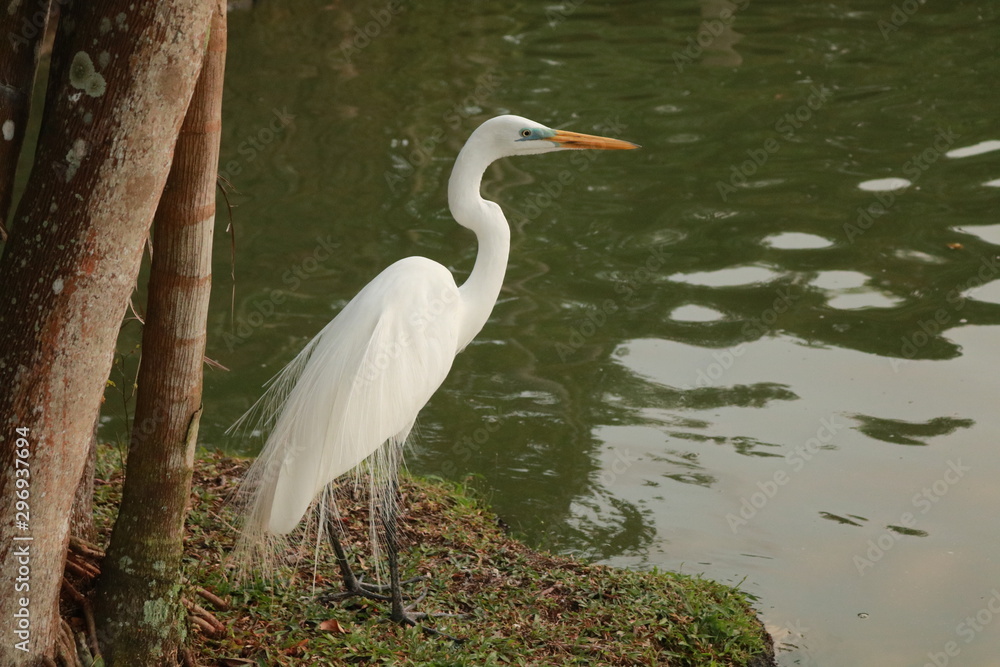 Naklejka premium great blue heron in water