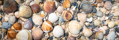 Shell background. Colorful shells on the sand beach. Space for text. Header. Banner.