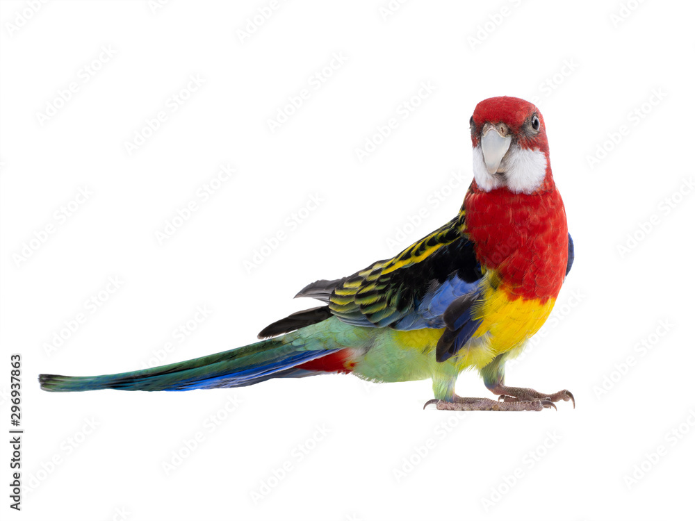 parrot Rosella parrot isolated on white background