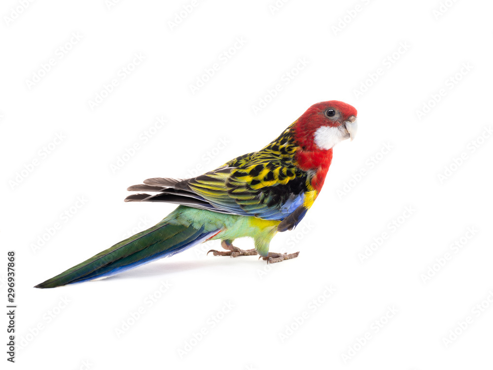 parrot Rosella parrot isolated on white background