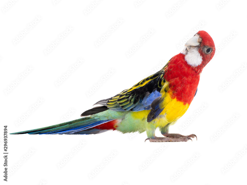 parrot Rosella parrot isolated on white background parrot Rosella parrot isolated on white background