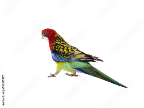 parrot Rosella parrot isolated on white background
