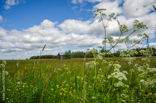 White flowers in front of green meadow under the cloudscape sky with blur background in Europe