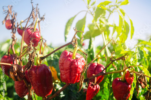 Dry wilted red bell pepper grows in the field. Vegetable disease. Global warming and poor harvest. Agribusiness. Agro industry. Growing Organic Vegetables. Agriculture and farming. Selective focus photo