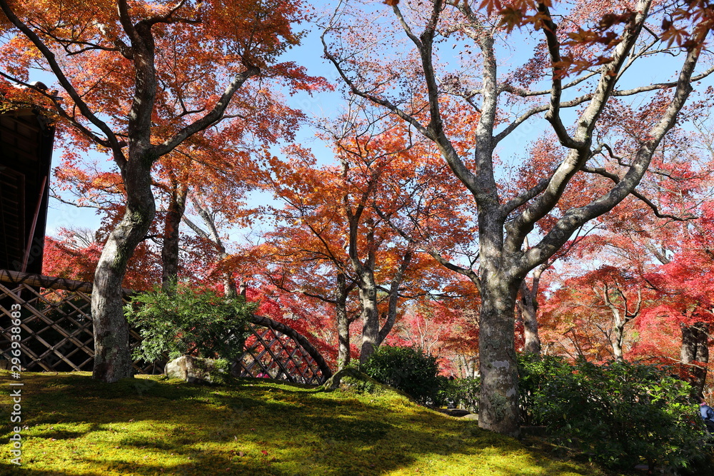 紅葉の風景