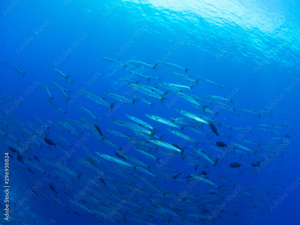 Fototapeta premium パラオ_コロール_スキューバダイビング