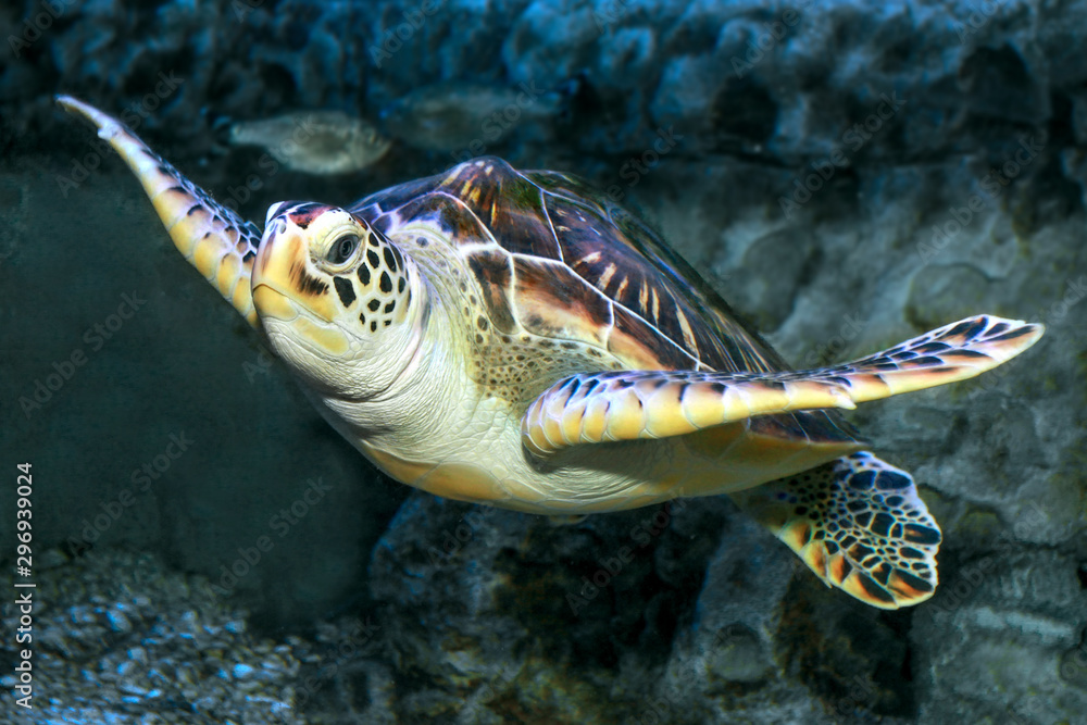 Obraz premium Hawksbill Turtle underwater