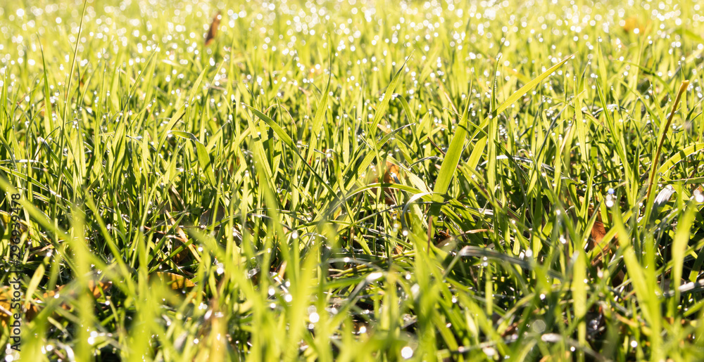 Natural green background with frame of grass with dew. Natural green background with frame of grass with dew.