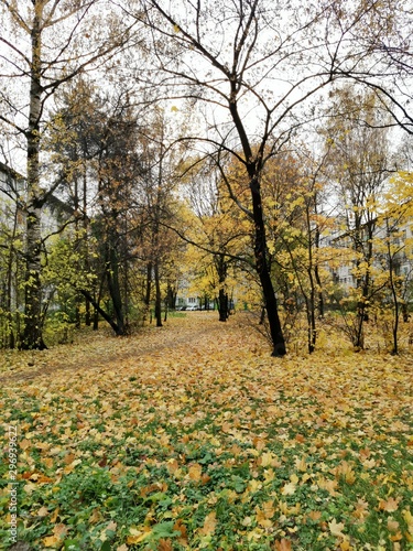 autumn landscape