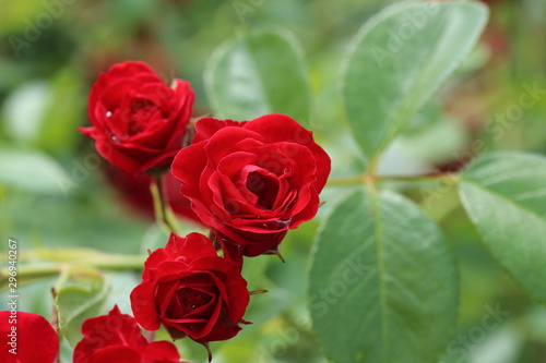 Wallpaper Mural 薔薇　ばら　スカーレットメイディランド Torontodigital.ca