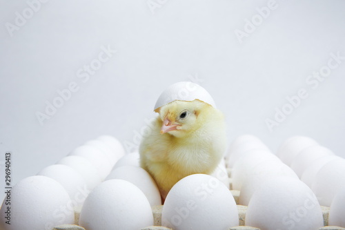 yellow chick is sitting on a box with eggs with egg shell on it's head on a white background