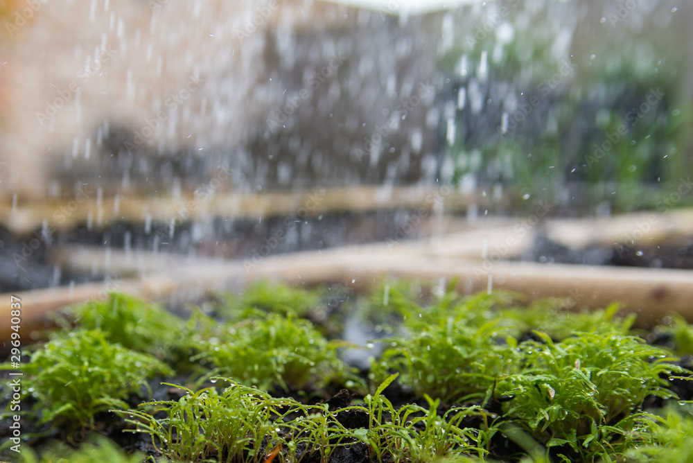 Fototapeta premium spinach plant in the rain. kitchen garden.