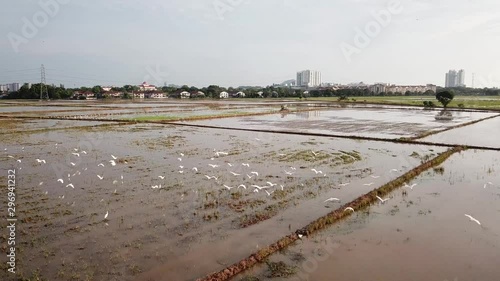 Aerial crane birds fly over the paddy field at Bukit Mertajam, Penang. photo