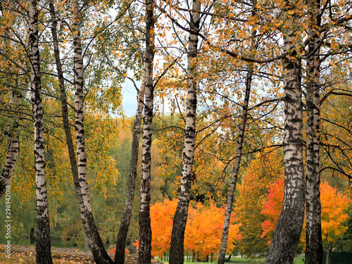 White trunks of birches against the background of a bright autumn forest. Background and texture. November.