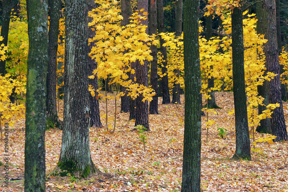 Obraz premium Autumn in the forest. Bright yellow trees on a dark background. November