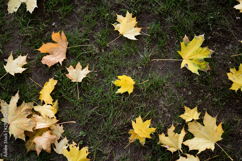 Colorful fall maple leaves on a background of green grass. Top view. © troyanphoto