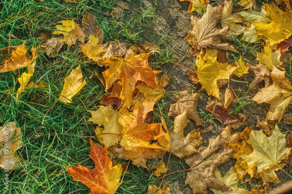 colorful autumn maple leaves on the ground and grass