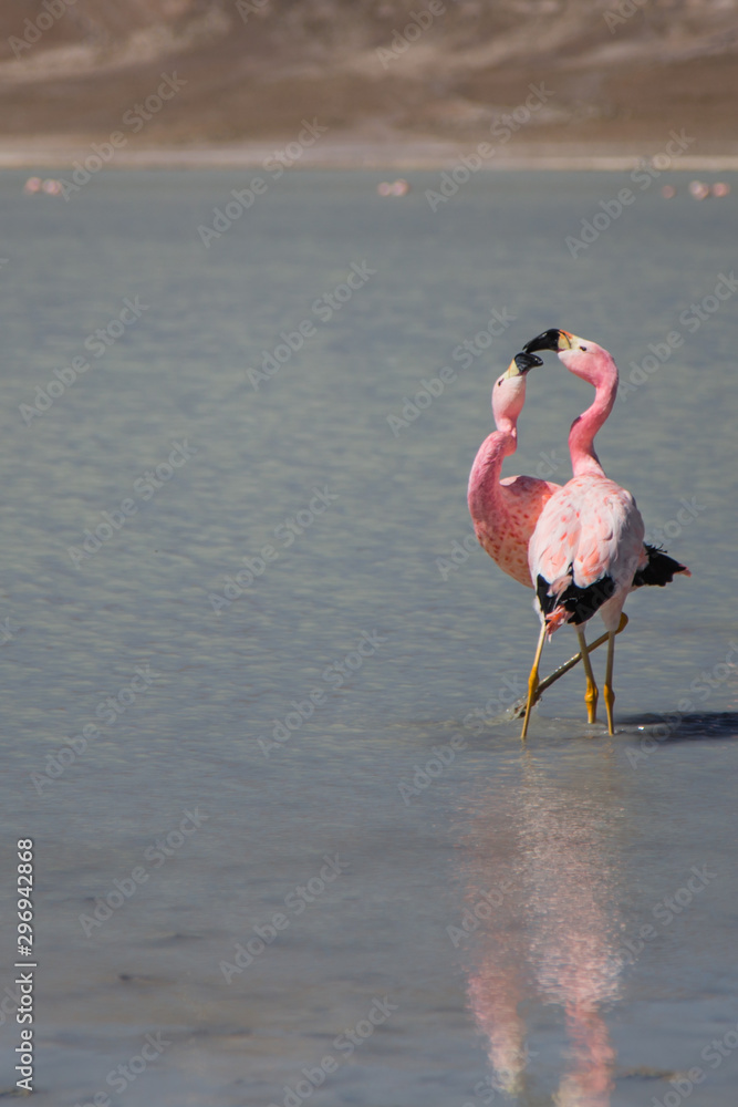 The flamingos of the Bolivian lagoons