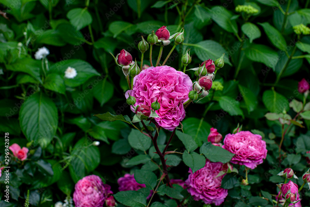 rose / cultivars / Ventilo / ヴァンテロ rose / cultivars / Ventilo / ヴァンテロ