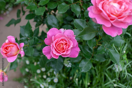 rose   cultivars   Audrey Wilcox                                        