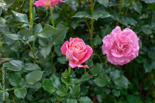 rose   cultivars   Audrey Wilcox                                        