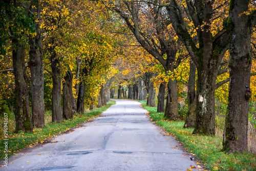 Fototapeta Naklejka Na Ścianę i Meble -  Empty road view between trees on a sunny day. Journey in autumn time.