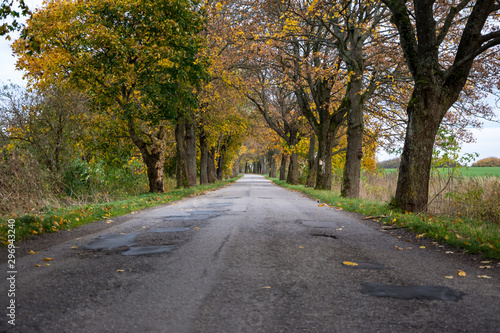 Empty road view between trees on a sunny day. Journey in autumn time. © kott73
