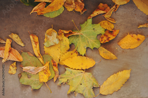 Autumn leaf fall. Yellow leaves on the destroyed old stone steps.