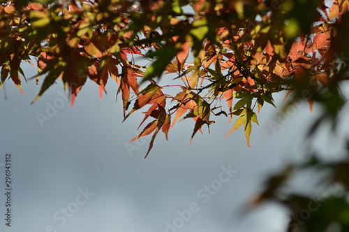 Autumn leaves corridor on the shore of Lake Kawaguchi