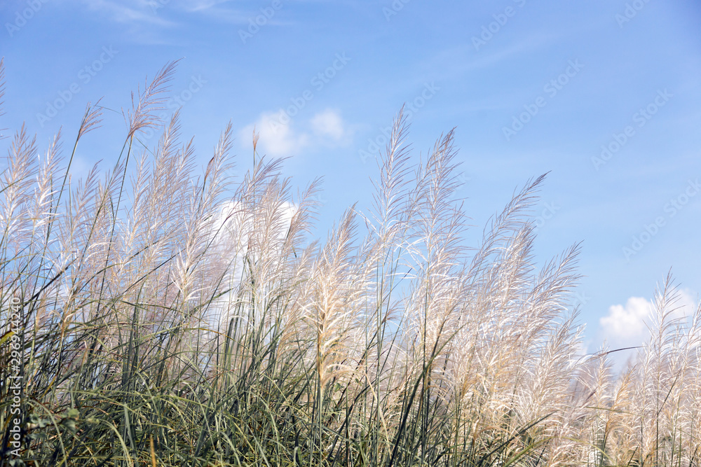 white high grass on windy day in winter season white high grass on windy day in winter season