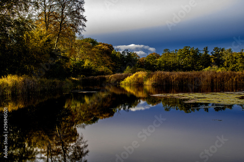 reflection of trees on lake