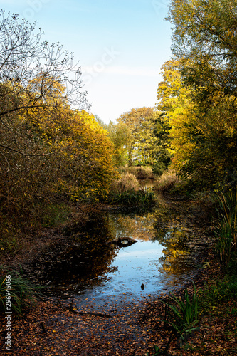 autumn in the park