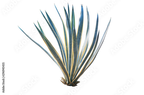 Agave plant isolated on white background. clipping path. Agave p