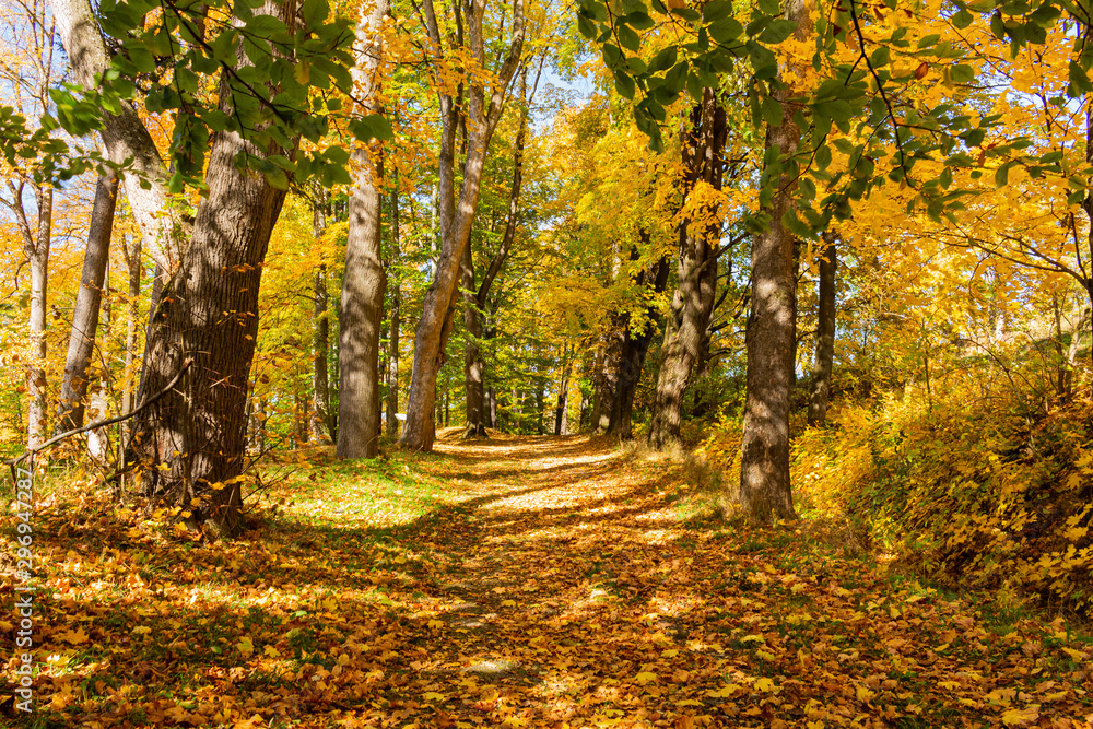Autumn maple leaves isolated on nature background Autumn maple leaves isolated on nature background