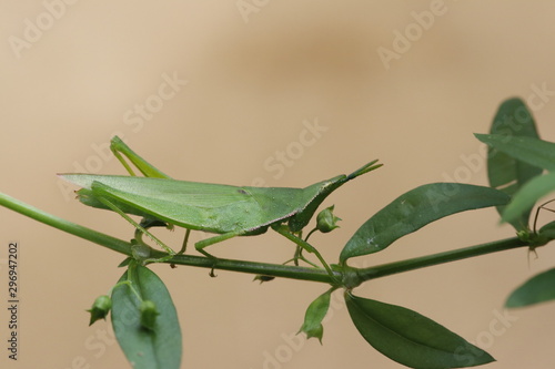 grasshopper on leaf isolated on white background