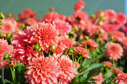 Pink Dahlia flowers in a field 