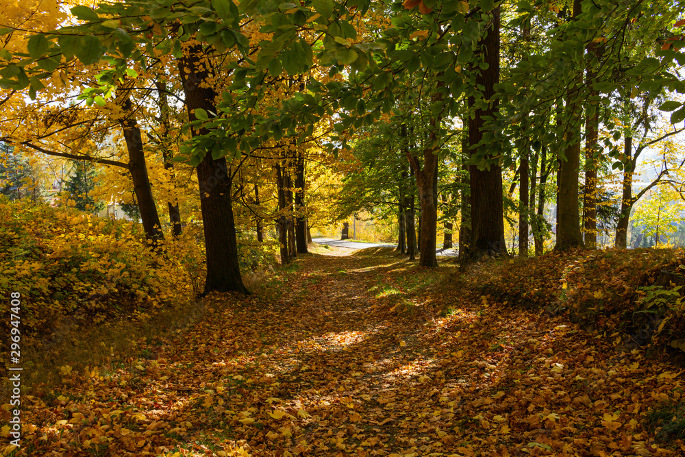Obraz premium Autumn scene with road in forest with colorful foliage