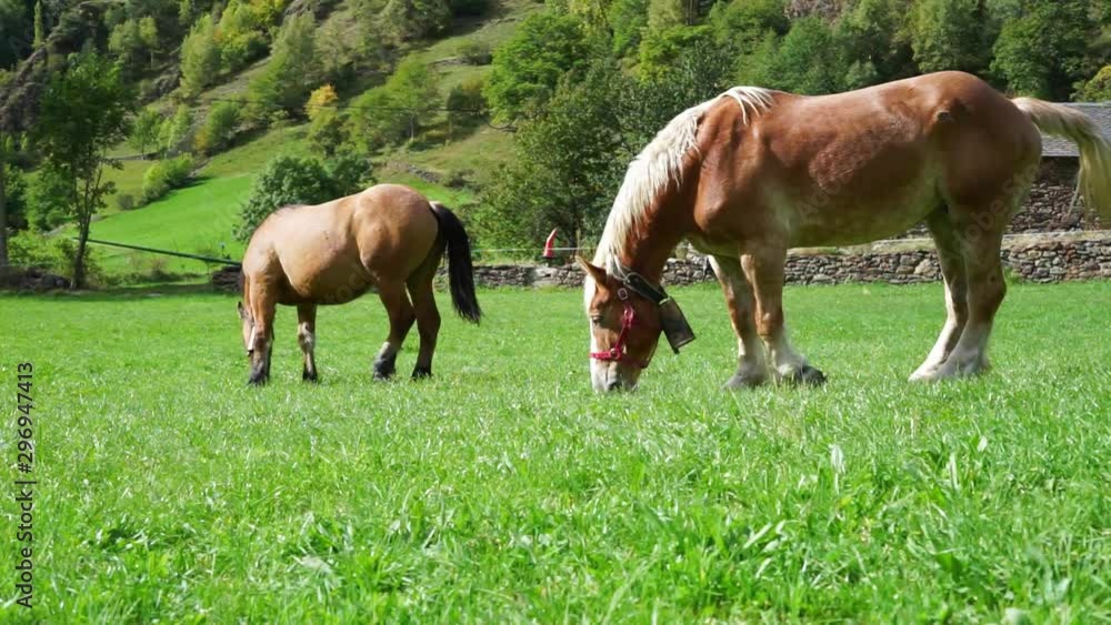 Two horses grazing quietly in a closed field on a sunny day. Two horses grazing quietly in a closed field on a sunny day.