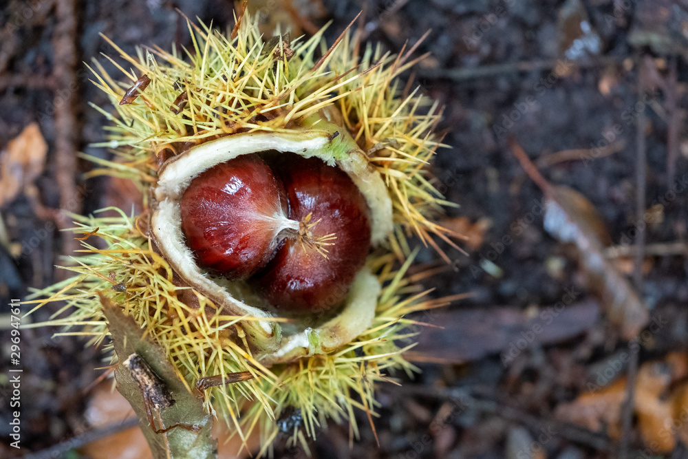 Edible sweet chestnuts in their protective spiked husk on forest floor in Arne, Dorset, UK Edible sweet chestnuts in their protective spiked husk on forest floor in Arne, Dorset, UK