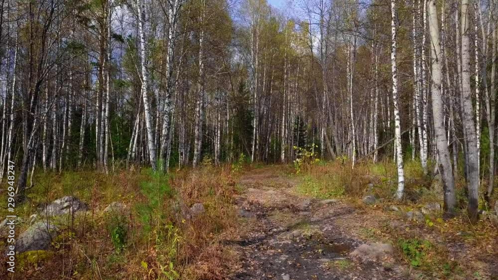 Birch Grove in Autumn. Drone Flying Through Colorful Yellow Leaf-Bearing Deciduous Fall Forest. Aerial View Birch Grove in Autumn. Drone Flying Through Colorful Yellow Leaf-Bearing Deciduous Fall Forest. Aerial View