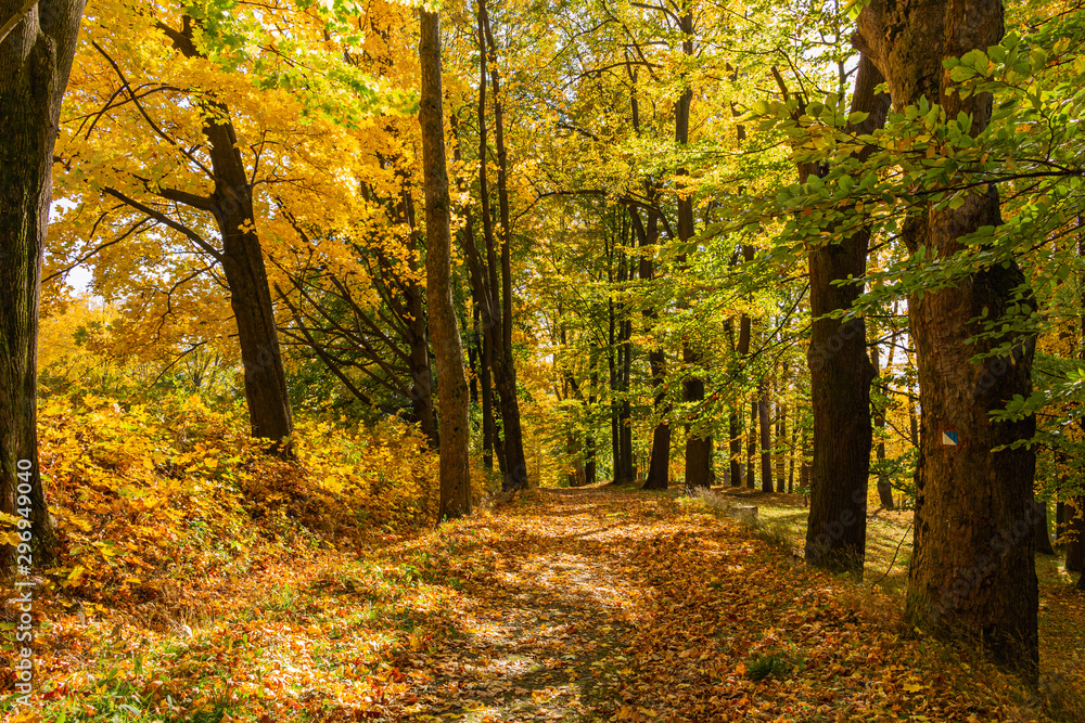 Obraz premium Ścieżka prowadzi w jednym kierunku. Droga do jesiennego parku w centrum lasu.
