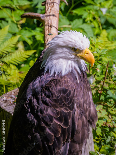 Close up of American Bald Eagle