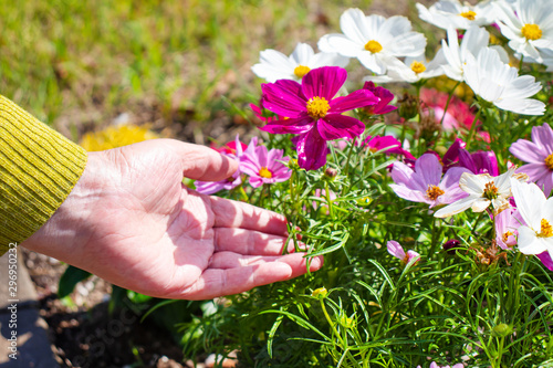 コスモスが咲いているお花畑に手を添える高齢者