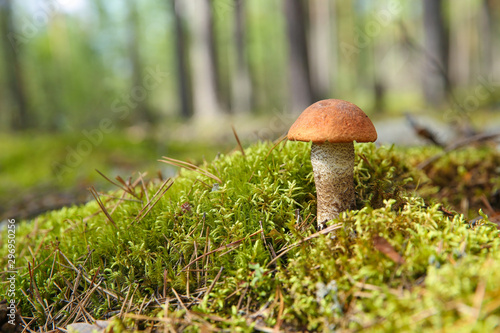 mushroom is in the autumn forest. orange-cap boletus is in the moss in the forest close up with copy space.