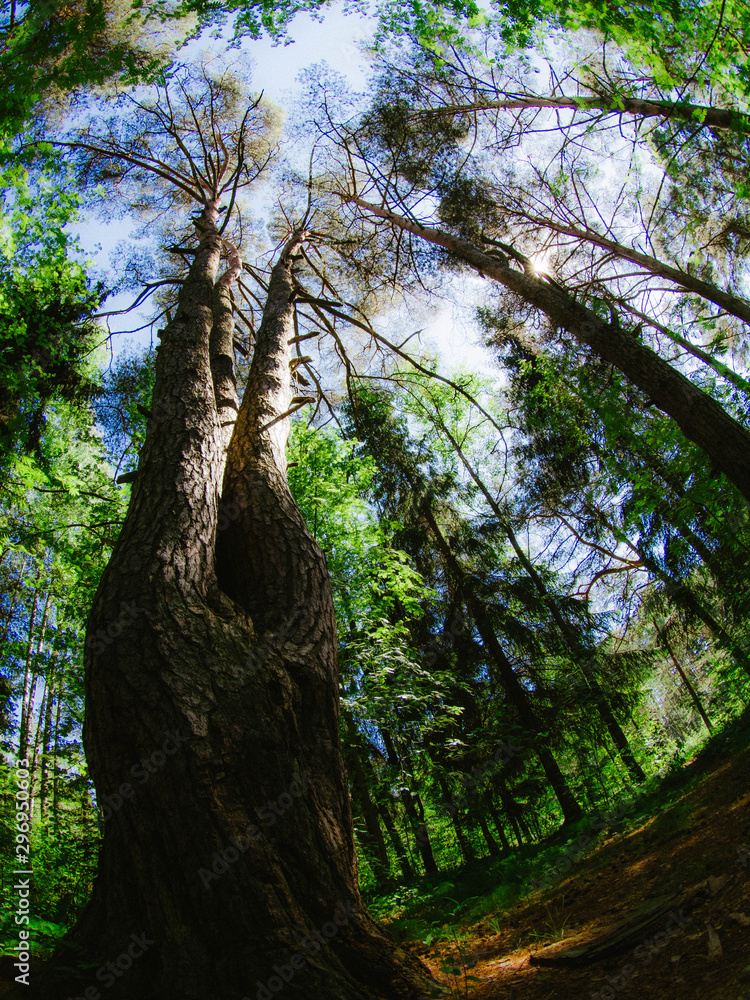 Obraz premium tree in forest