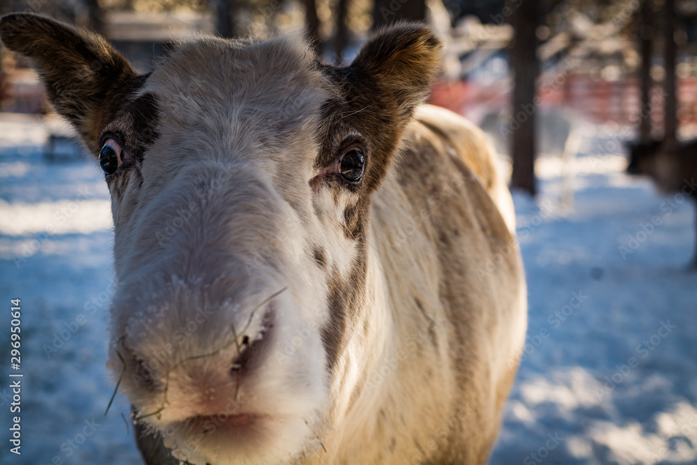 Fototapeta premium finish Reindeer