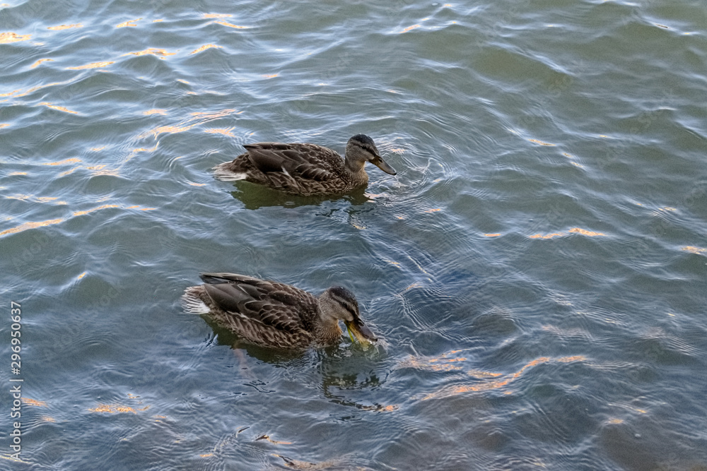 two ducks floating on the river two ducks floating on the river