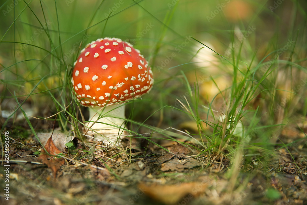 Amanita mushroom in the grass. not edible forest mushroom fly agaric in the background of nature Amanita mushroom in the grass. not edible forest mushroom fly agaric in the background of nature