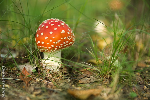 Amanita mushroom in the grass. not edible forest mushroom fly agaric in the background of nature